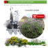 comprar lavandula dentata
