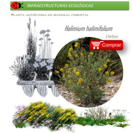 comprar Halimium halimifolium