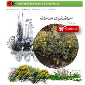 comprar Halimium atripicifolium