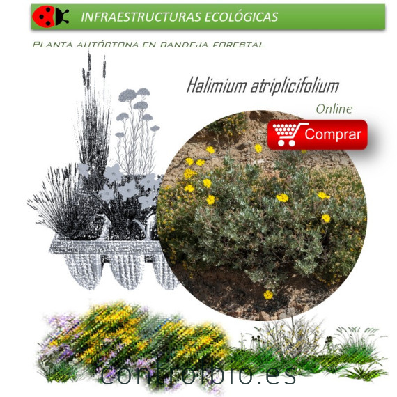 comprar Halimium atripicifolium