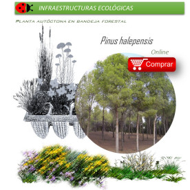 comprar pino carrasco pinus halepensis