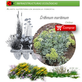 comprar Crithmum maritimum perejil de mar