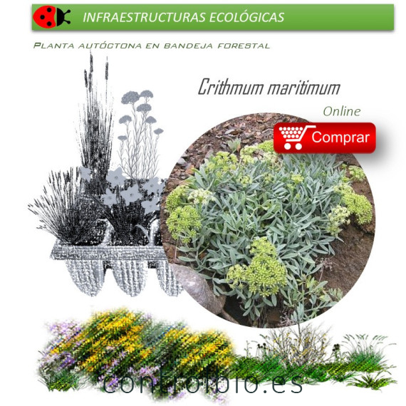 comprar Crithmum maritimum perejil de mar