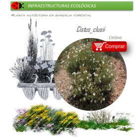 comprar cistus clusii