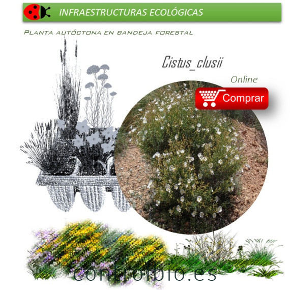 comprar cistus clusii