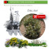 comprar cistus clusii