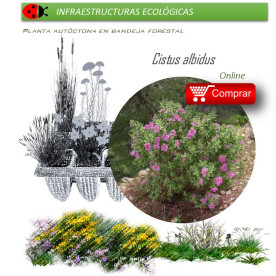 comprar cistus albidus en bandeja forestal
