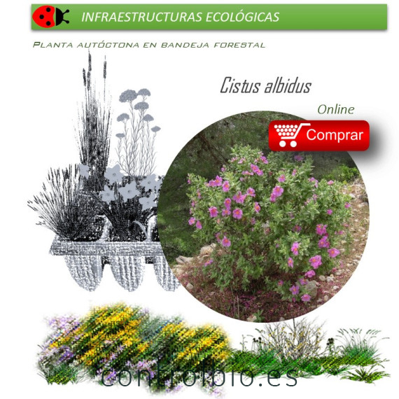 comprar cistus albidus en bandeja forestal