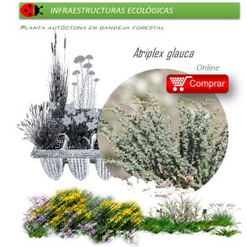 comprar Atriplex glauca