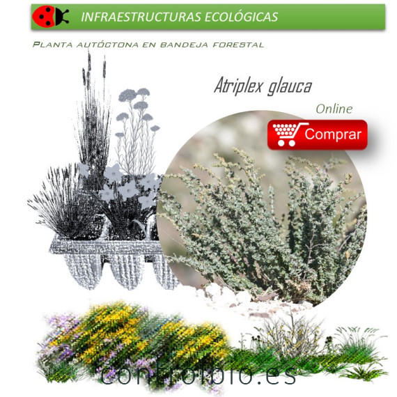 comprar Atriplex glauca