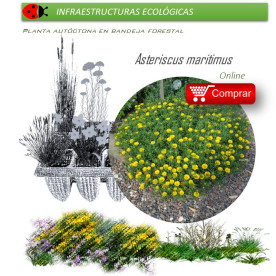 Comprar asteriscus maritimus