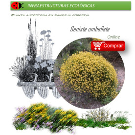 comprar Genista umbellata