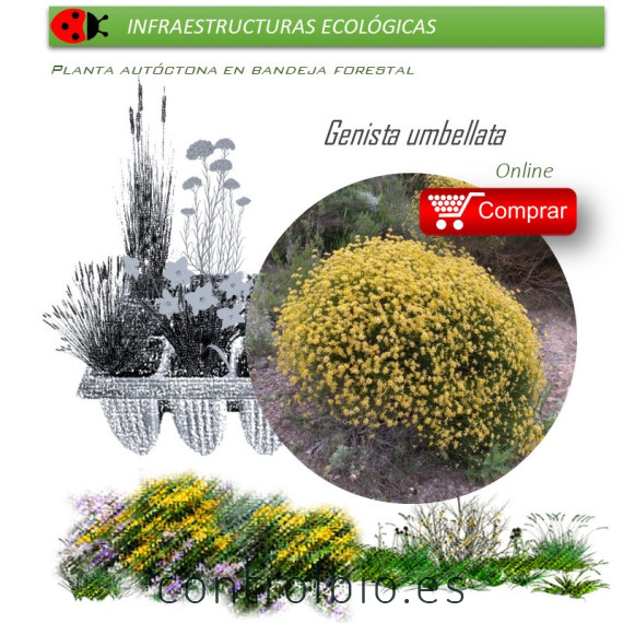 comprar Genista umbellata