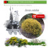 comprar Genista umbellata