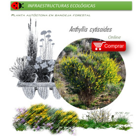 Anthyllis cytisoides (Albaida) AF35