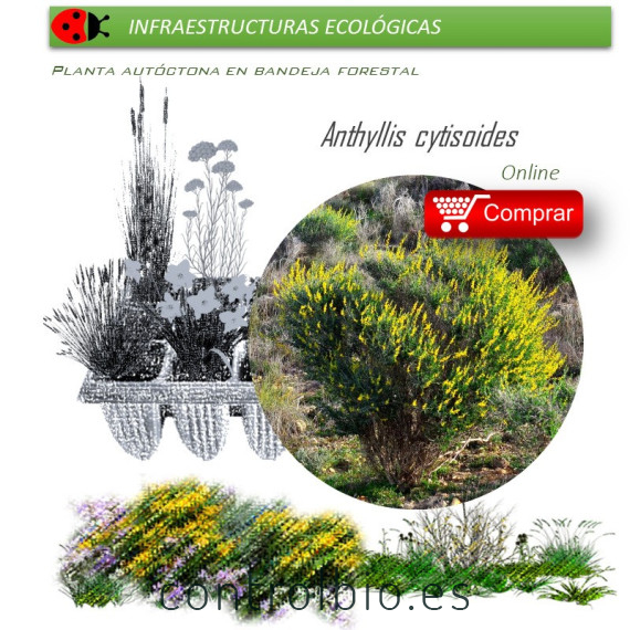 Anthyllis cytisoides (Albaida) AF35