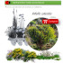 Anthyllis cytisoides (Albaida) AF35
