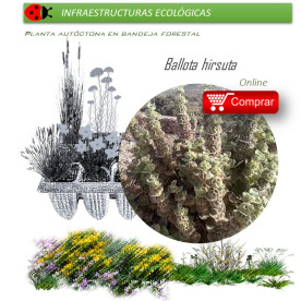 comprar marrubio ballota hirsuta