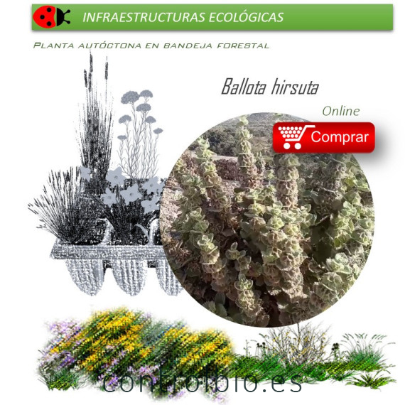 comprar marrubio ballota hirsuta