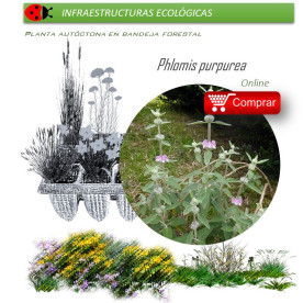 PHLOMIS PURPUREA matagallos BF x 45 Ud