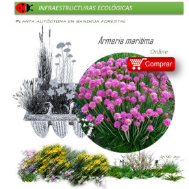 ARMERIA MARITIMA claver de mar BF X 40 Ud