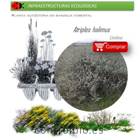 ATRIPLEX HALIMUS salao blanco BF x 45 Ud