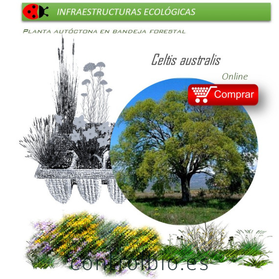 CELTIS AUSTRALIS almez BF x 45 Ud