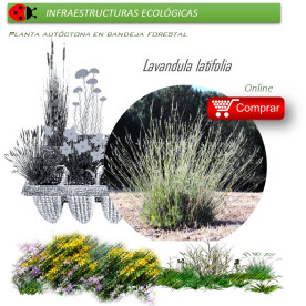 LAVANDULA LATIFOLIA lavanda BF x 45 Ud