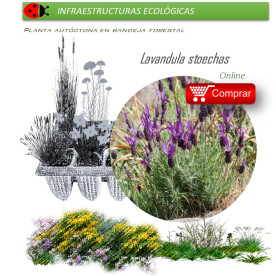 LAVANDULA STOECHAS cantueso BF X 35 Ud