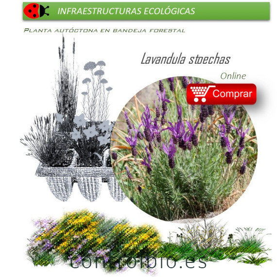 LAVANDULA STOECHAS cantueso BF X 35 Ud