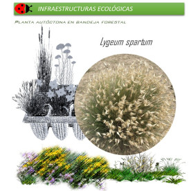 LYGEUM SPARTUM albardín BF x 45 Ud