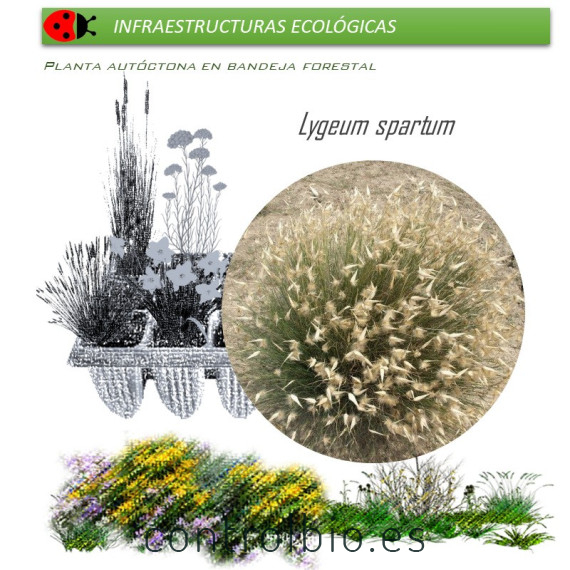 LYGEUM SPARTUM albardín BF x 45 Ud