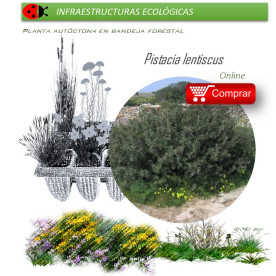 PISTACEA LENTISCUS lentisco BF X 54 Ud