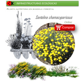 SANTOLINA CHAMAECYPARISSUS santolina BF x 45 Ud