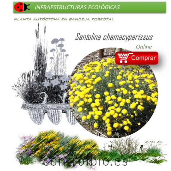 SANTOLINA CHAMAECYPARISSUS santolina BF x 45 Ud