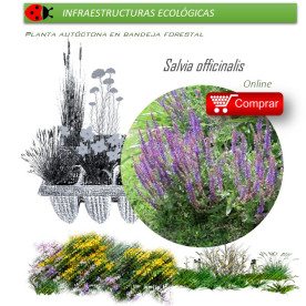 SALVIA OFFICINALIS BF x 45 Ud