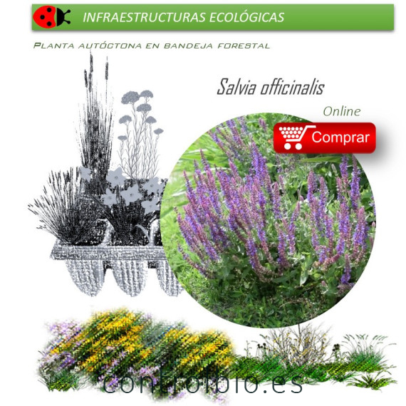 SALVIA OFFICINALIS BF x 45 Ud