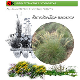 STIPA TENACISSIMA esparto BF X 54 Ud