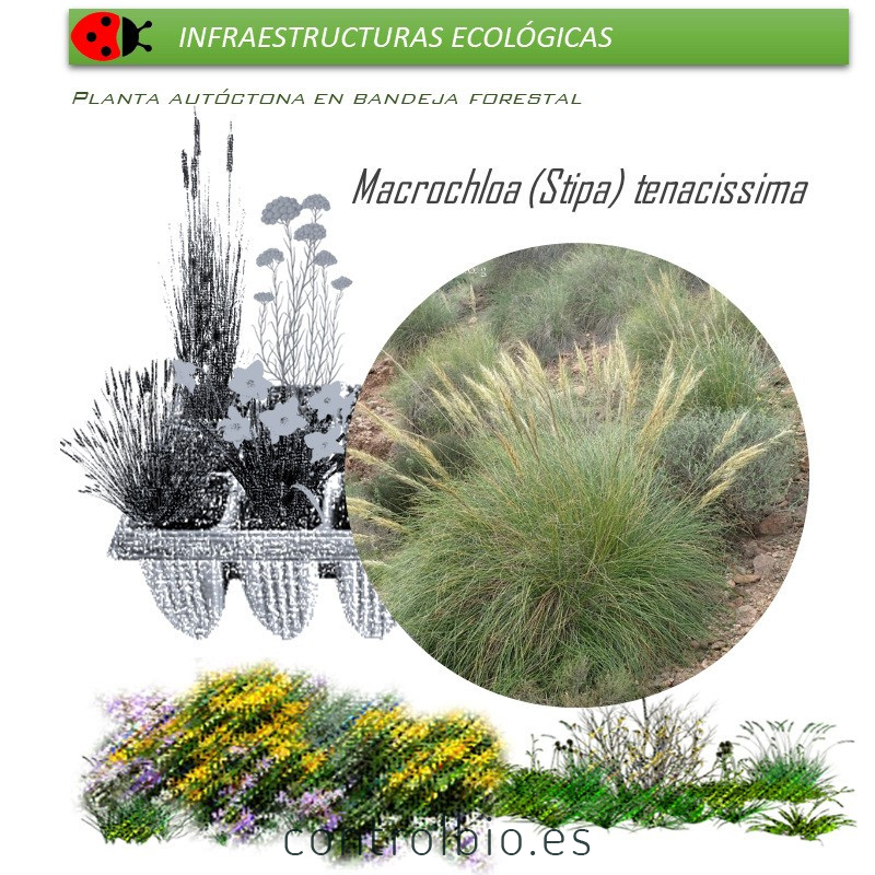 STIPA TENACISSIMA esparto BF X 54 Ud