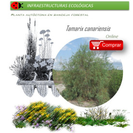 TAMARIX CANARIENSIS taray BF X 40 Ud