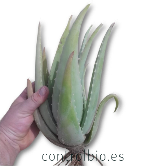 comprar hijuelos de aloe vera