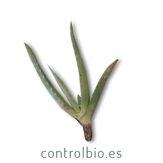Comprar hijuelos pequeños de aloe vera