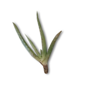 Comprar hijuelos pequeños de aloe vera