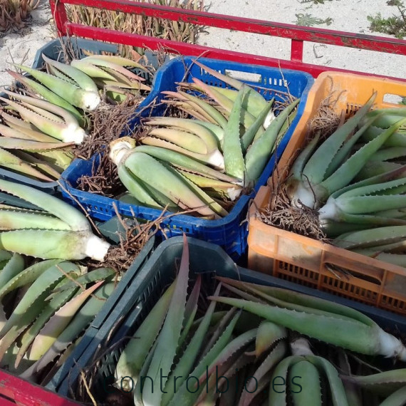 comprar hijuelos de aloe vera