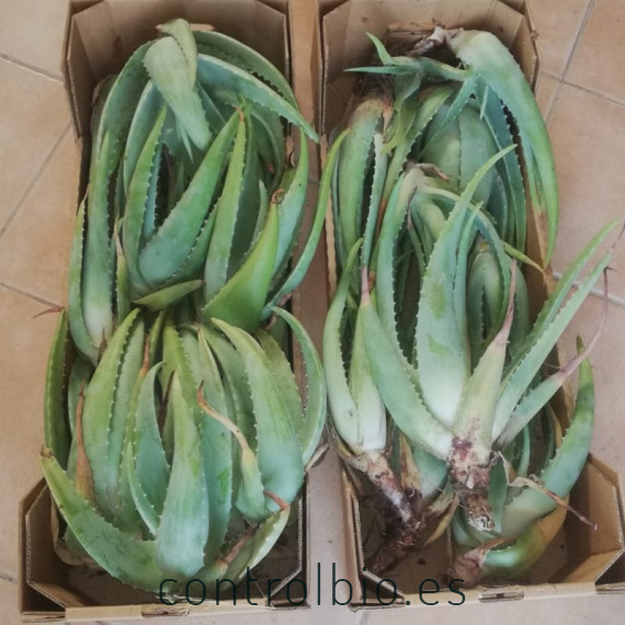 comprar hijuelos de aloe vera