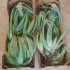 comprar hijuelos de aloe vera