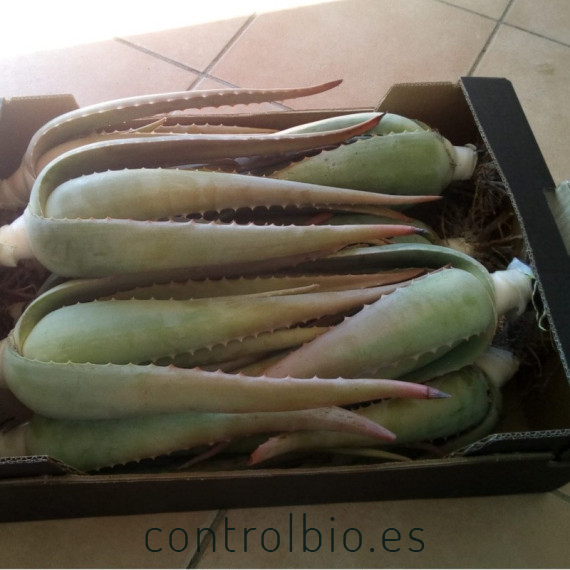 comprar hijuelos de aloe vera