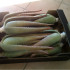 comprar hijuelos de aloe vera
