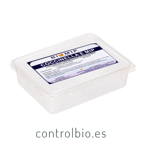 comprar mariquita de siete puntos