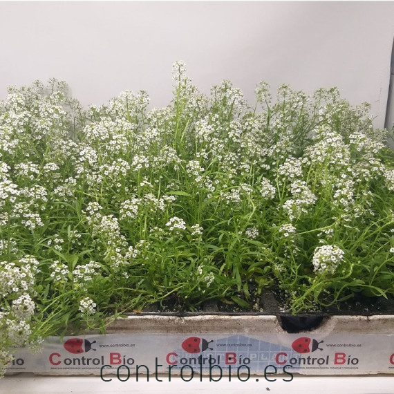 comprar aliso lobularia maritima bandeja semillero